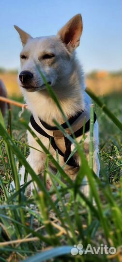 Умочка, мелкая собака добрые ручки