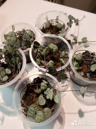 Церопегия Вуда