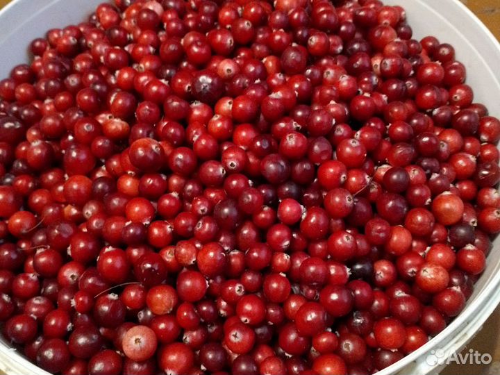 Клюква свежая