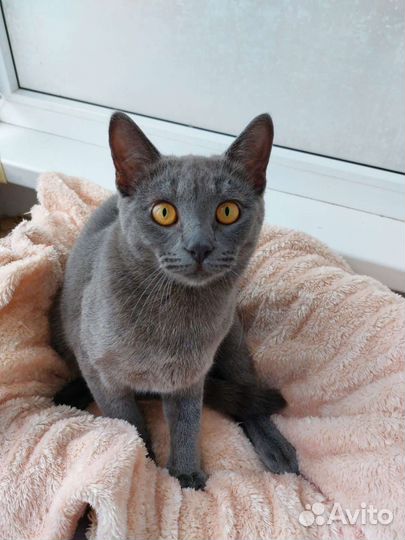 Уникальный русский голубой котик в дар