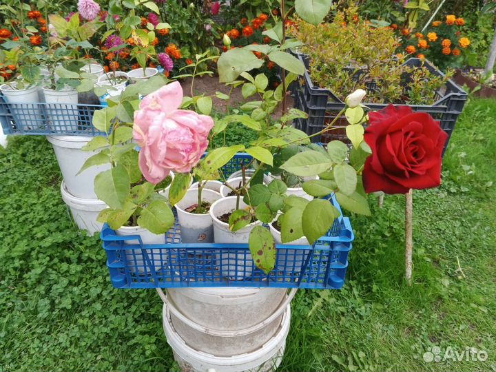 Черенки Роз