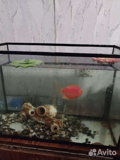 Аквариумные рыбки