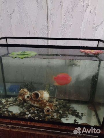 Аквариумные рыбки