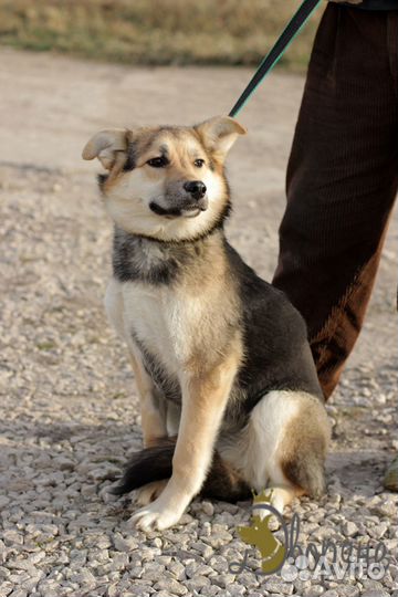 Нежная и ласковая Гавра в добрые руки