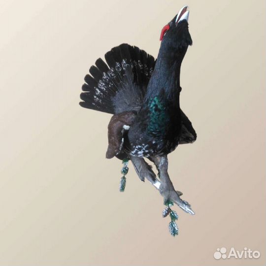 Чучело глухаря