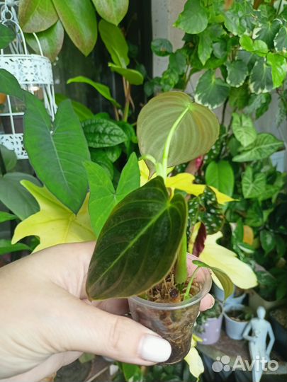 Комнатные растения