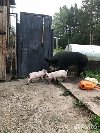 Поросята