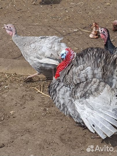 Индюшата, инкубационное яйцо