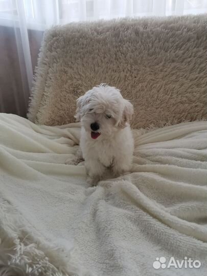 Щенок Мальтипу f1 mini