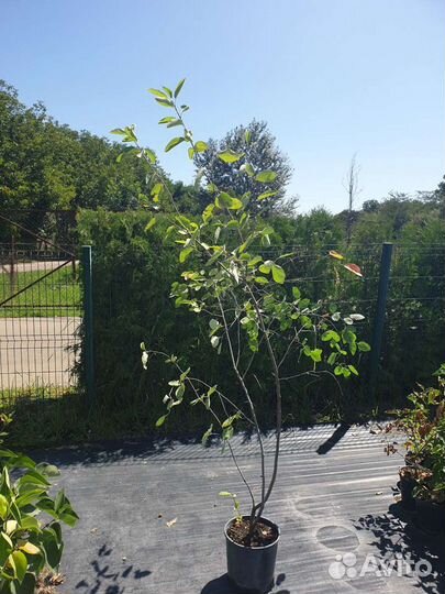 Ирга Ломарка