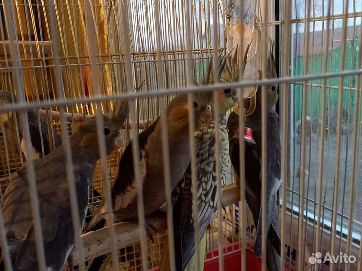 Попугаи корелла