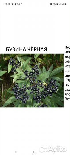 Бузина черная