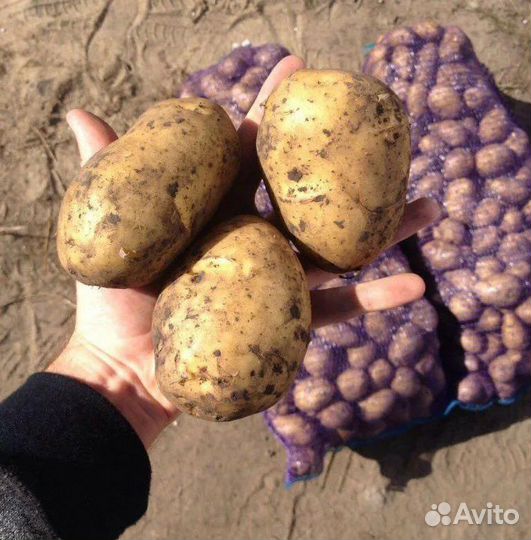 Лук картошка морковь свекла капуста