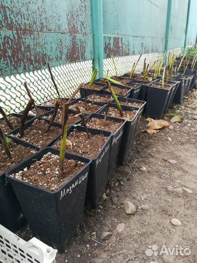 Пионы сортовые