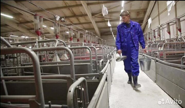 Оператор свиноводческого комплекса(Вахта)