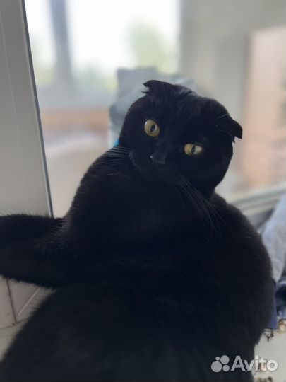 Кошка для вязки