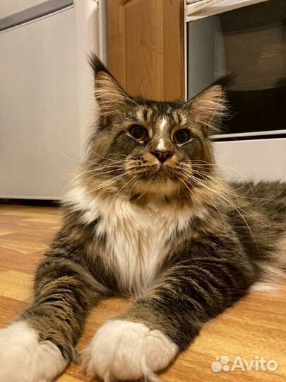 Мейн-кун вязка