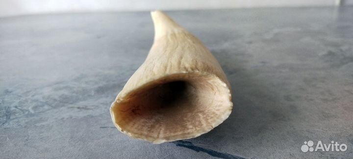 Зуб Кита сувенир