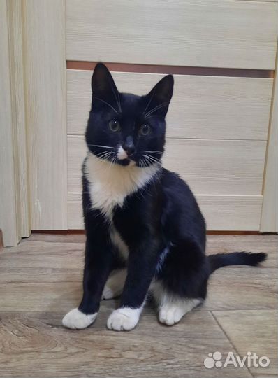 Котик в добрые руки