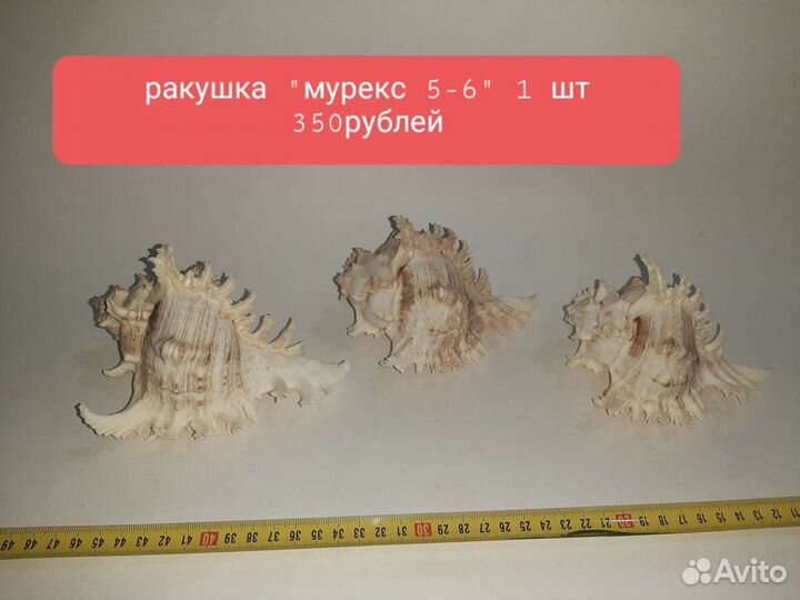 Ракушка в ассортименте