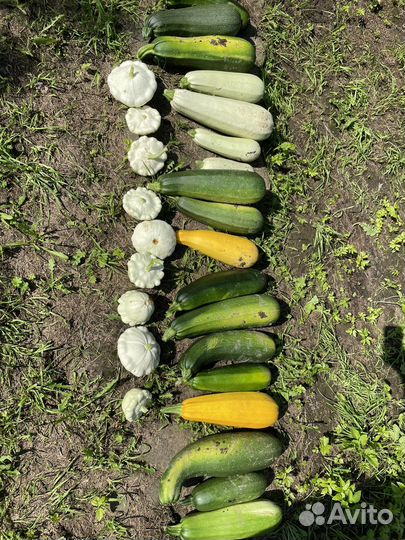 Кабачки домашние