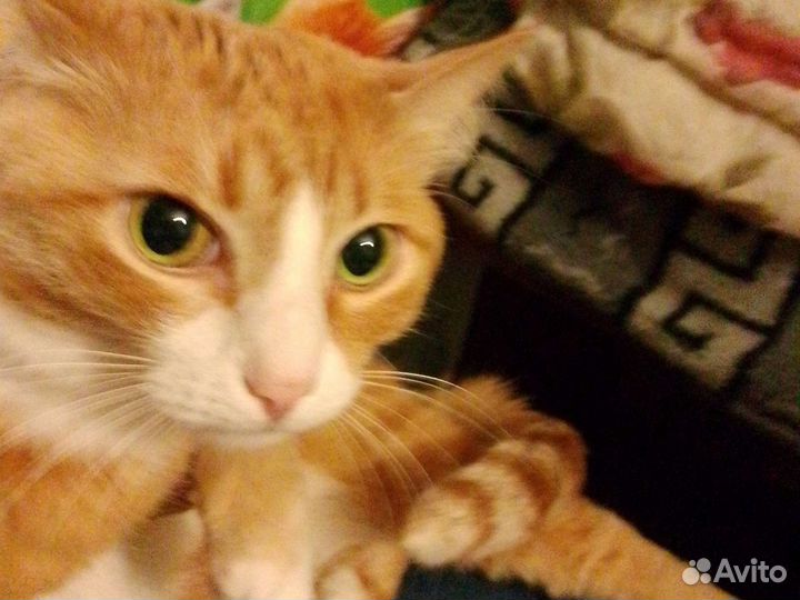 Кошка в добрые руки бесплатно