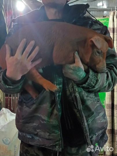 Прадаю дюрков