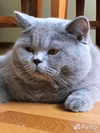 Вязка за котенка. Ждём