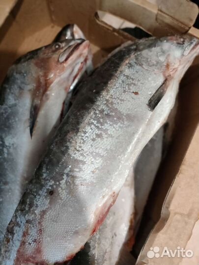 Горбуша с Икрой 70