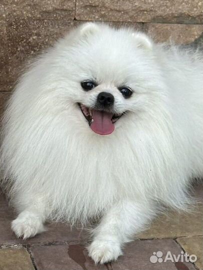 Белый померанский шпиц.Вязка