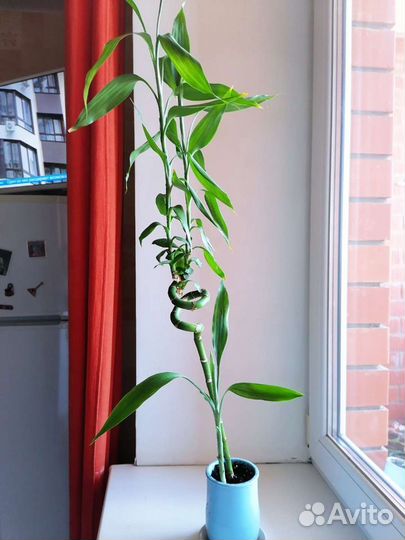 Бамбук лаки