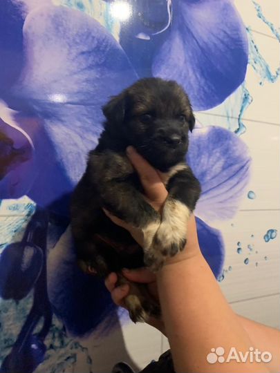 Щенки бесплатно