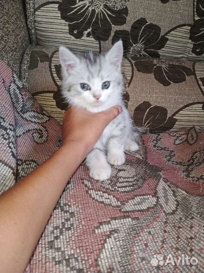 Кошка в дар бесплатно