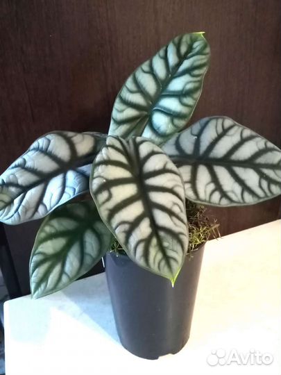 Сильвер драгон алоказия