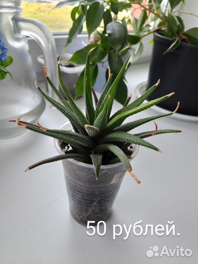 Циссус, хавортия, фикус