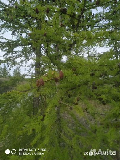 Сейф оружейный