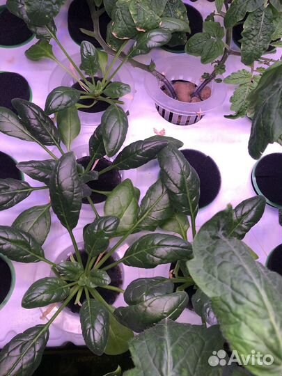 Гидропонная установка на 192 корня, 2 контура