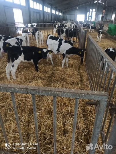 Телята бычки