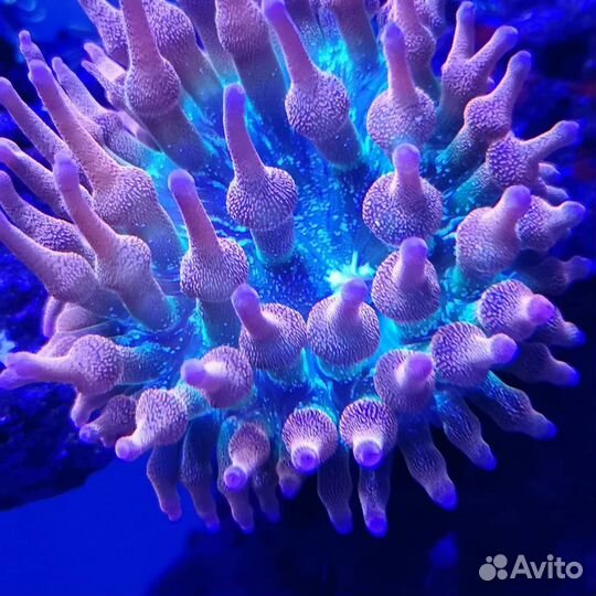 Морские кораллы