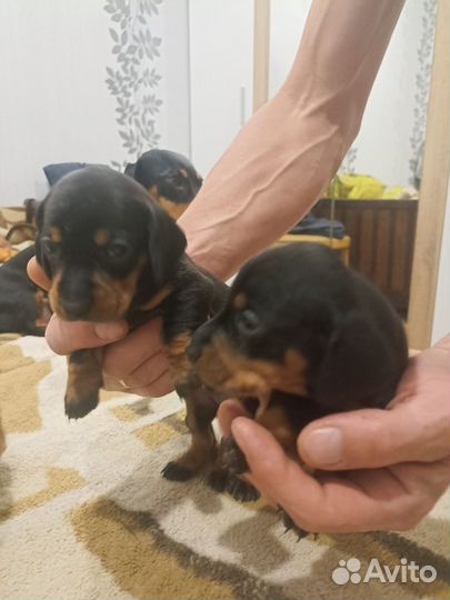 Щенки таксы