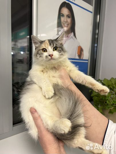 Кошка в дар бесплатно