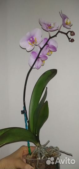 Орхидея фаленопсис