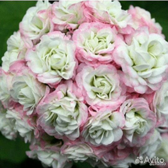 Пеларгония Anril Snow