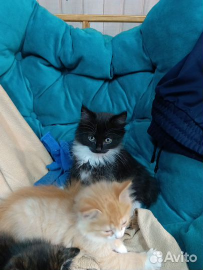 Котята ищут семью