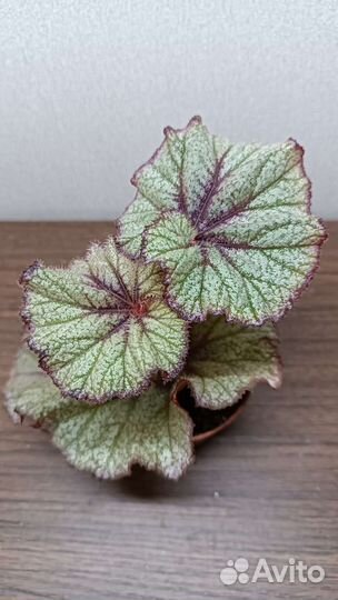 Бегонии сортовые