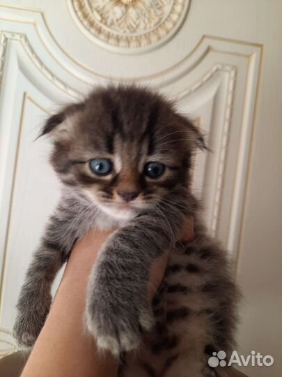 Вислоухие котята в добрые руки