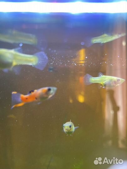 Аквариумные рыбки гуппи фламинго