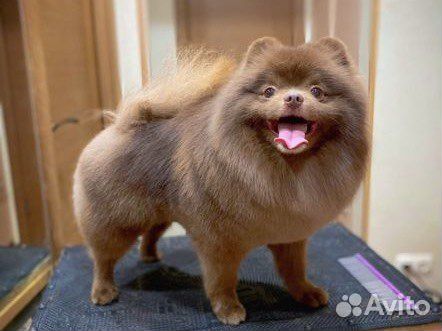 Стрижка собак и кошек / Косметика для собак