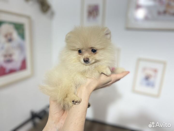 Щенки померанского шпица, куча маленьких щенков