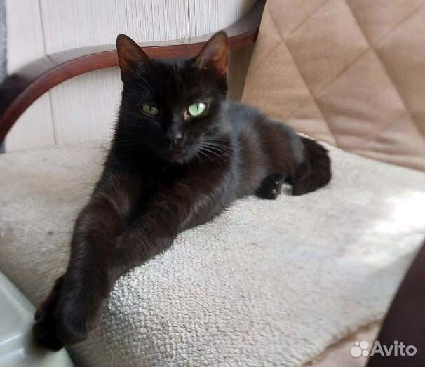 Молодая зеленоглазая кошечка в добрые руки